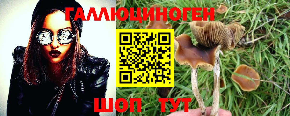 Псилоцибиновые грибы Cubensis  Вход с VPN  Псилоцибиновые грибы прущие грибы  Аргун 